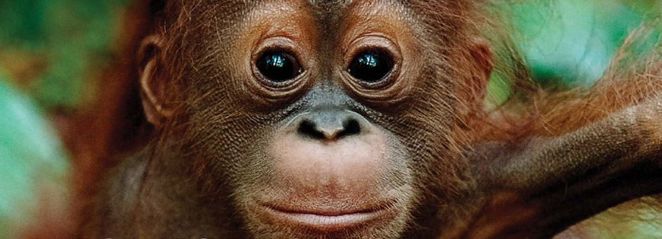 Ben Fogle’s Sarawak Adventures – orangutan conservation