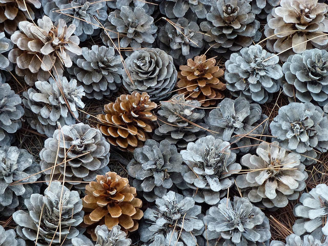 silver pine cones