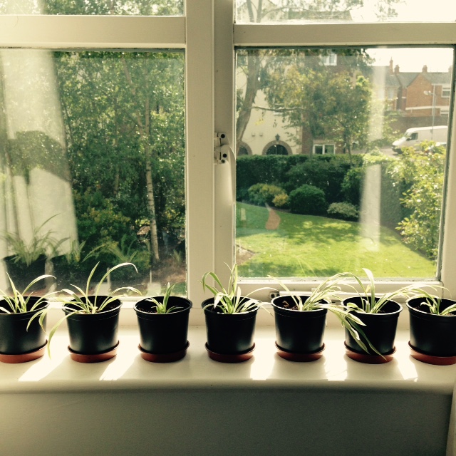 grow baby spider plants