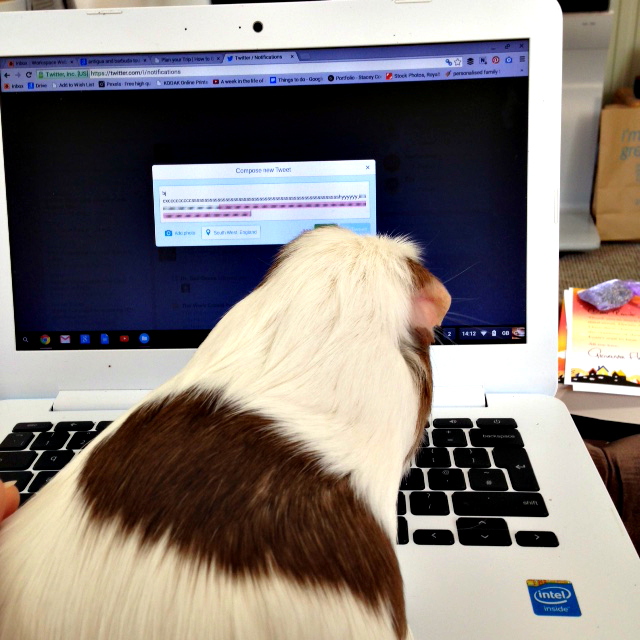 Guinea pig on Twitter