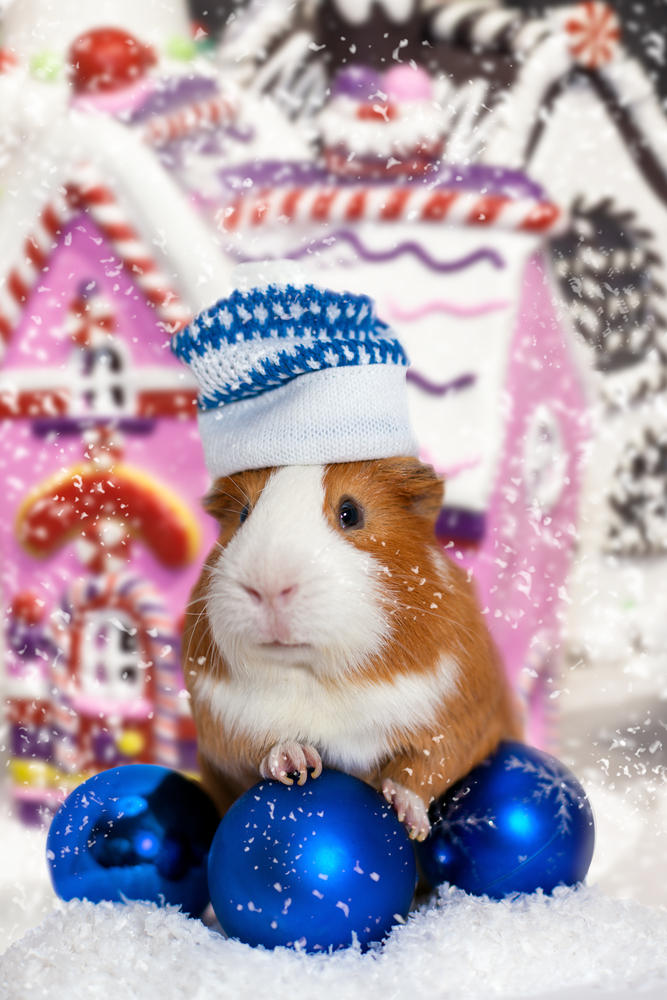 Christmas guinea pig in a hat