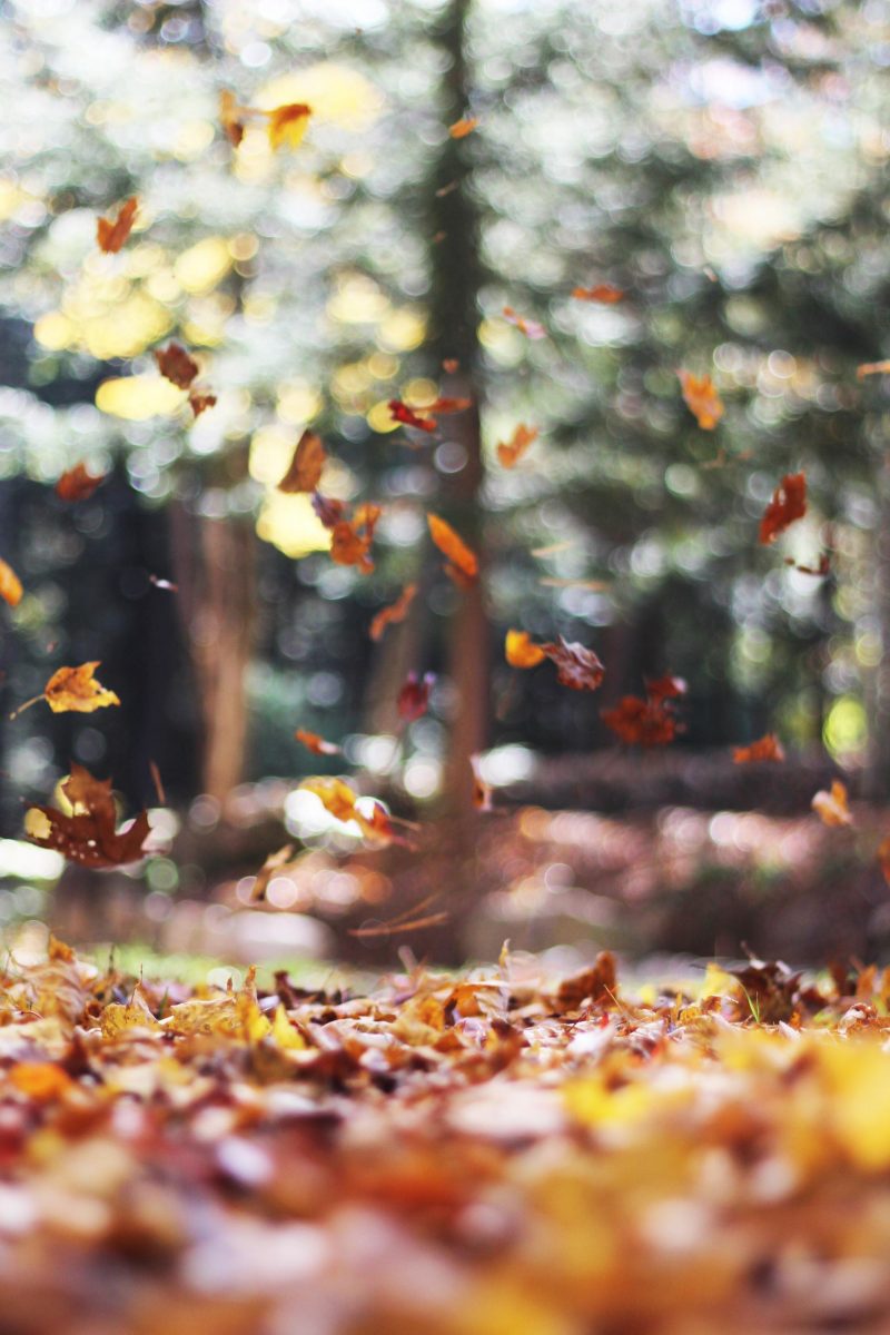 why you should kick autumn leaves