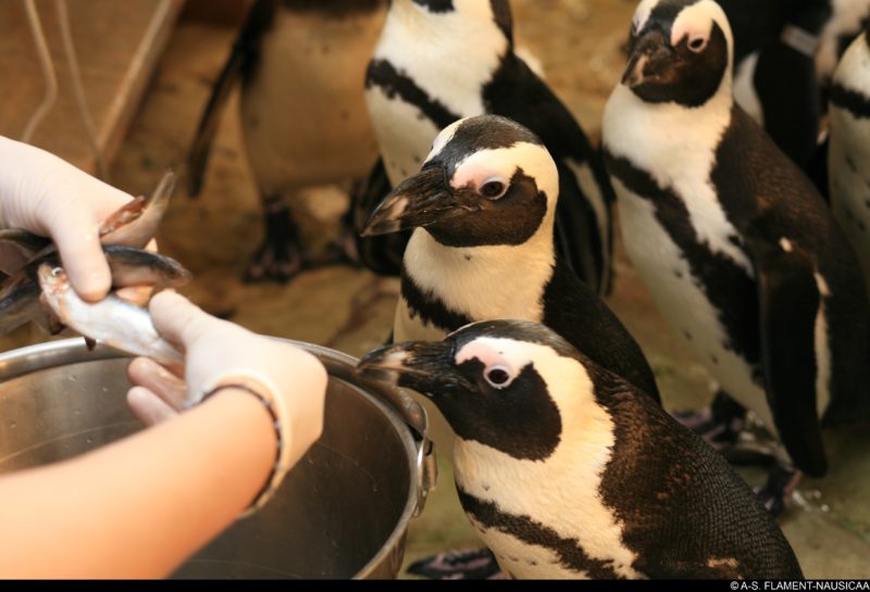 penguins Nausicaa
