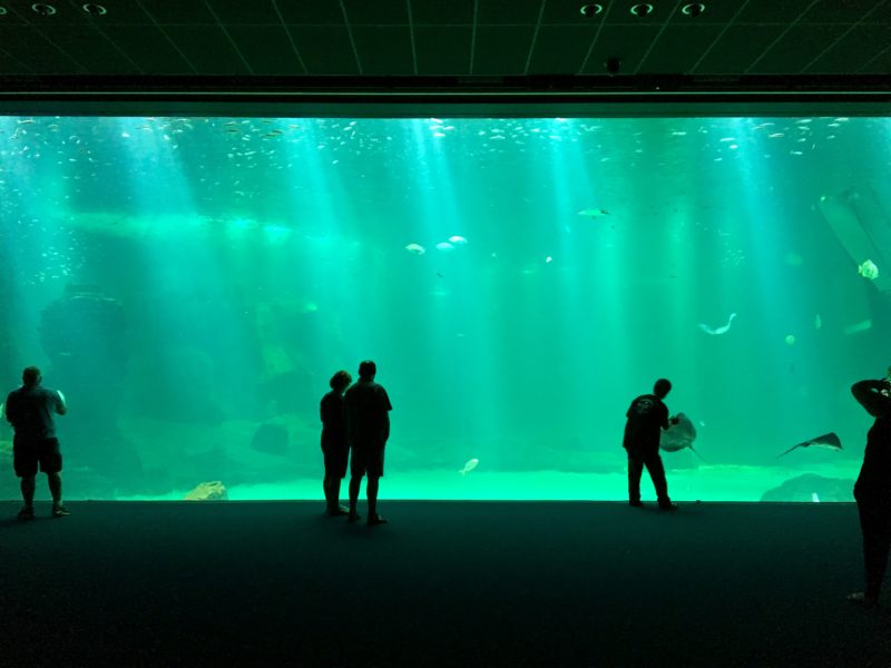 nausicaa new aquarium