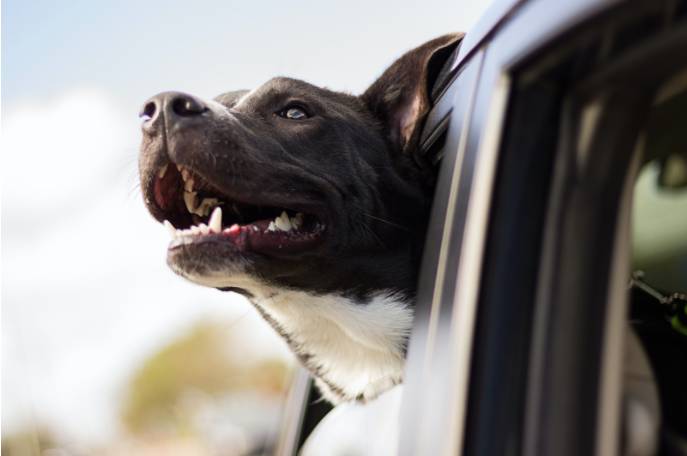 tips for travelling with dogs