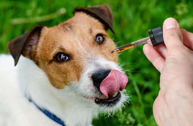 Is CBD oil safe for dogs