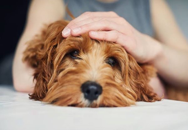 Is CBD oil safe for dogs?