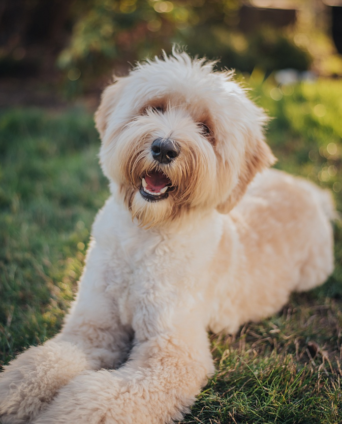 How much is an Australian labradoodle?