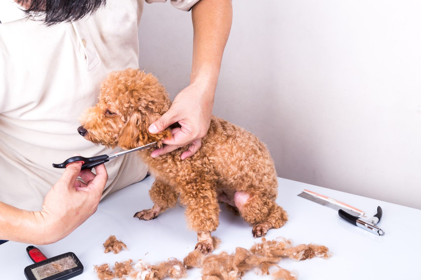 How to groom a poodle