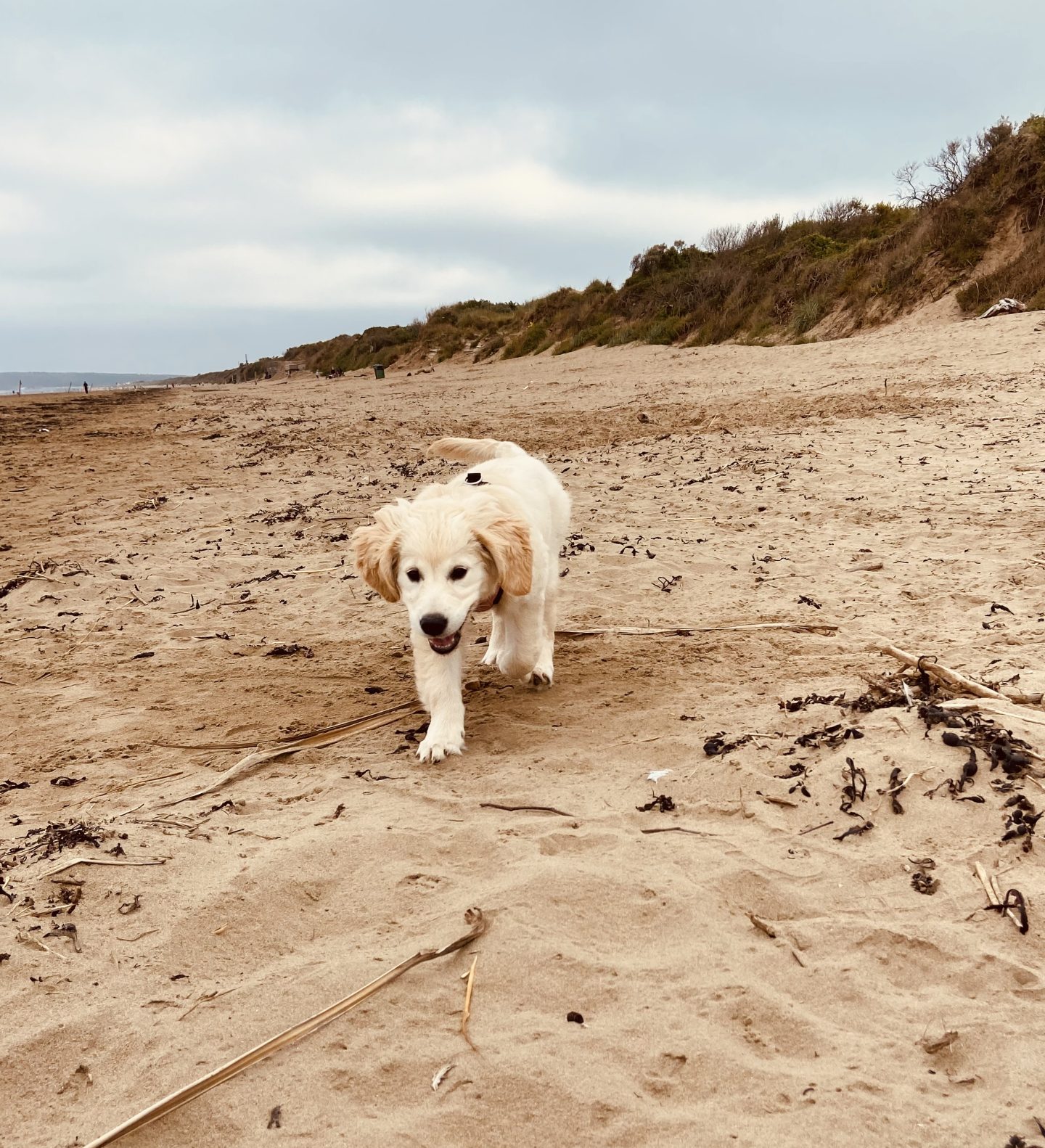 Puppy at the beach